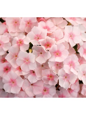 Aesco Somon Floks F1 Tohumu (25 Tohum)