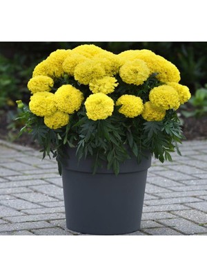 Aesco Kadife Çiçeği (Marigold Büyük Çiçek) Sarı Renkli - 10 Tohum