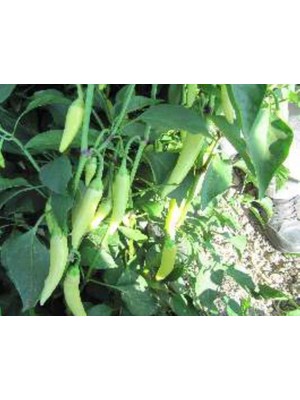 Aesco Biber Zarife Tohumu - Aksel 10 gr