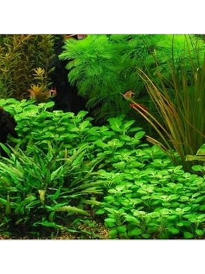 Aesco Lobelia Cardinalis Saksı Canlı Bitki