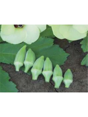 Aesco Bamya Japon Tohumu - Aksel 10 gr