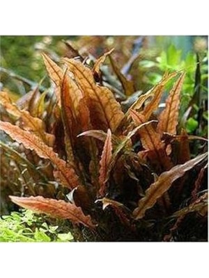 Aesco Akvaryum Bitkileri Cryptocoryne Wendtii Brown Saksı Canlı Bitki