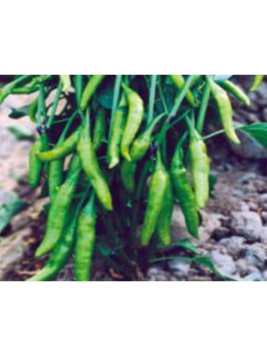 Aesco Biber Cin Tohumu - Aksel 10 gr