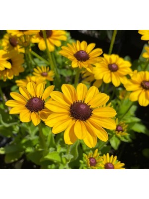 Aesco Rudbekya Çiçeği Tohumu (Dalgalı Bodur) Sarı Kırmızı Renkli - 5 Tohum