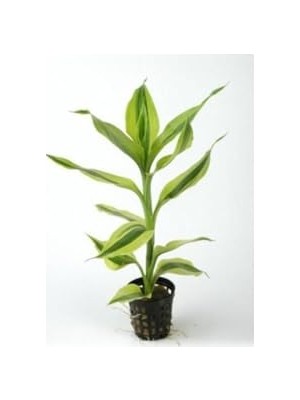 Aesco Dracaena Sanderiana White Saksı Canlı Bitki