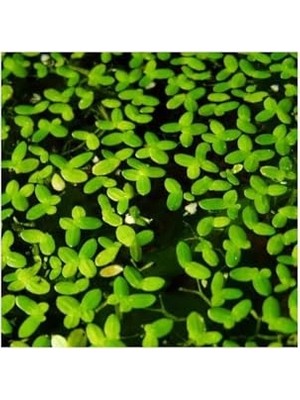 Odea Lemna Minor Mercimek 30X30CM Su Üstü Canlı Bitki