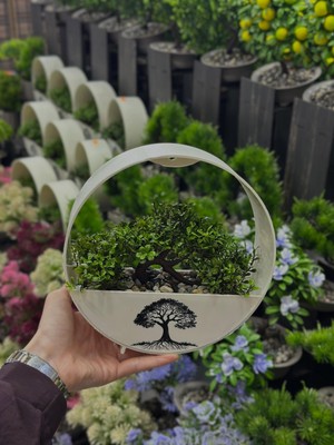 NEVVALİFE Yuvarlak Asılabilir Saksıda Yapay Çiçek Ağaç, Geometrik Tasarım, Yuvarlak Saksıda Taş Dolgulu Dekoratif Yapay Bitki, Ev, Ofis, Çalışma Masası Için Estetik Modern Masaüstü Süsü