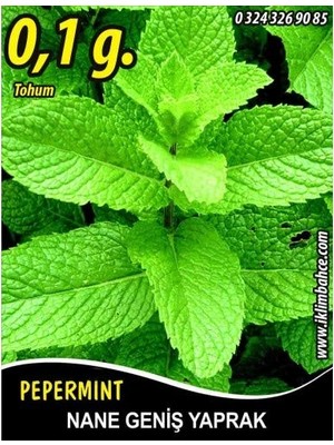 Odea Nane Tohumu Geniş Yaprak - ~0,035 G (~ Takribi 130 Tohum)