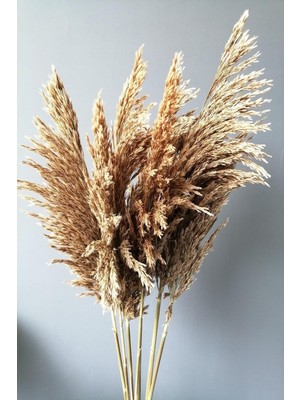 Alyones Kuru Çiçek Pampas 7 Adet 100 cm Boy