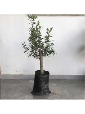 Fidancıyız Gemlik Zeytin Fidanı 2yaş( 50 ila 60 cm boy)
