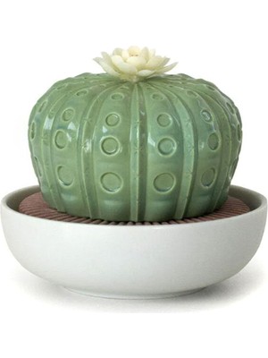 Lladro Astrophytum Kaktüs Kokulu Oda Kokusu