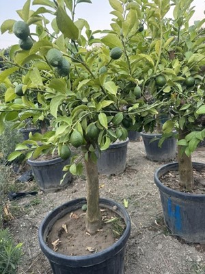 ASES 55 Lt Saksıda ,15 Yaş Yetişkin Yediveren Limon Ağacı Boy 150-200 cm