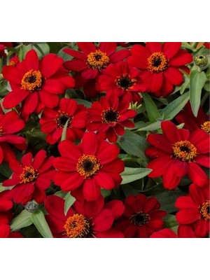 Frefly Store Zinnia Çiçeği Tohumu - Mini Çiçekli, Kirli Hanım, Kırmızı - 5 Adet
