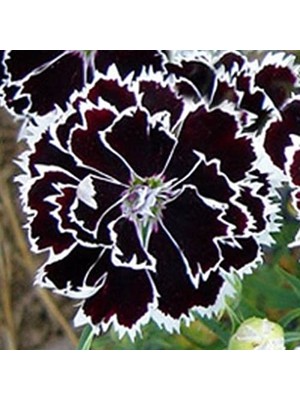 Frefly Store Dianthus Heddewigii Black White Karanfil Çiçeği (100 Adet)