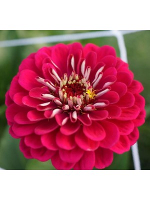 Frefly Store Zinnia - Kirli Hanım Tohumu (Dev Çiçekli, Uzun Boylu) - Kırmızı Renkli - 5 Tohum