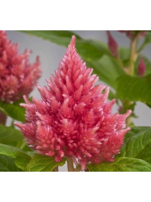 Frefly Store Pembe Tüy Horoz Ibiği F1 Tohumu (75 Tohum)