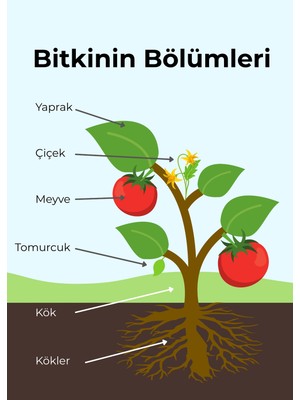 Ti Play Bitkinin Bölümleri Temalı 50X70CM Tek Parça Bristrol Karton Sınıf Panosu