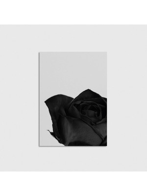 Domirus Black Rose Poster Çerçevesiz Duvar Dekorasyonu