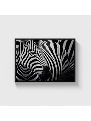Domirus Zebra Tablo Çerçeveli Poster Duvar Dekorasyonu