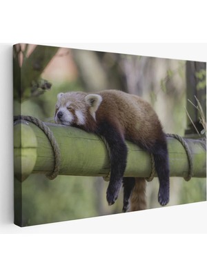 Trezon Kırmızı Panda Dekoratif Kanvas Tablo 1140