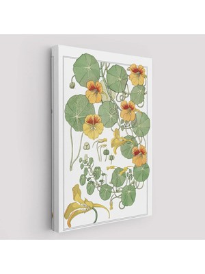 Trezon Nasturtium Çiçeği Kanvas TABLO-5206