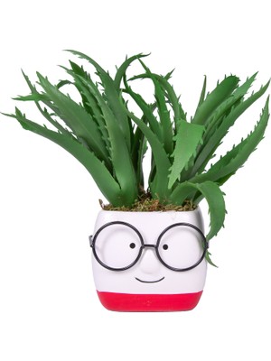 Herdekora Gözlüklü Kırmızı-Beyaz Saksıda Sukulent Aranjmanı Yeşil-Beyaz 12X14 C