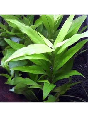 Esranın Dünyası Hygrophila Corymbosa Angustifolia Saksı Canlı Bitki TR-948143