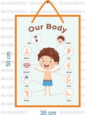 DRK PRINT PVC İNGİLİZCE VÜCÜDUMUZU TANIYALIM POSTER