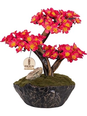 Omnia Calipso Bonsai-2-1 CLPSBNS021