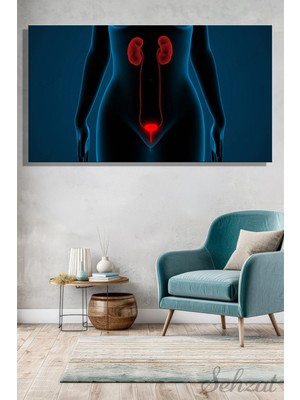 Şehzat Panoramik Yatay Kanvas Duvar Tablosu Hastane Klinik Üroloji Doktor Böbrekler Üreter Sistemi 3D