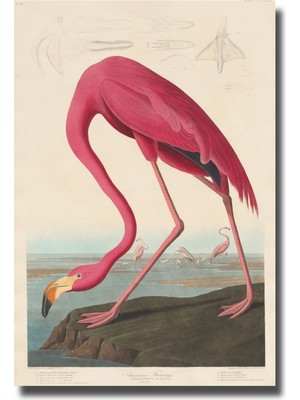 Rosaart Filamingo -John James Audubon, Çerçevesiz Poster