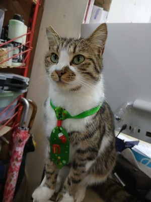 Ases Kedi/köpek Için Yeniyıla Özel Kravatlı Ayarlanabilir Tasma