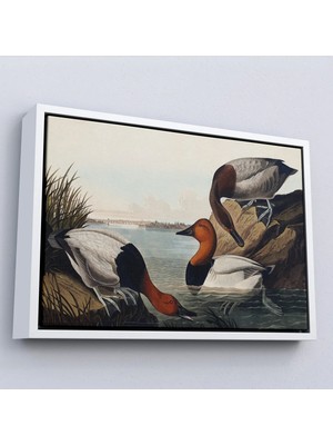 Uslucan Alışveriş Ahşap Çerçeveli John James Audubon Ördekler TABLOSU-7030
