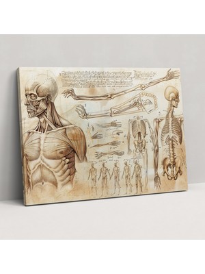 Popcasso Leonardo Da Vinci Anatomisi Konulu Kanvas Tablo