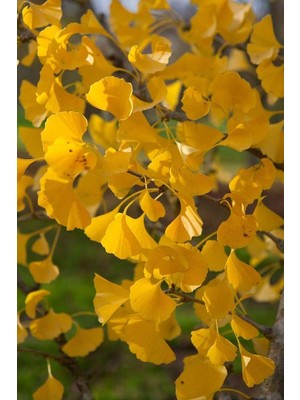 Bahçevilya Mabet Ağacı [ginkgo Biloba] Fidanı 30-50 cm Boy - 2 Yaş