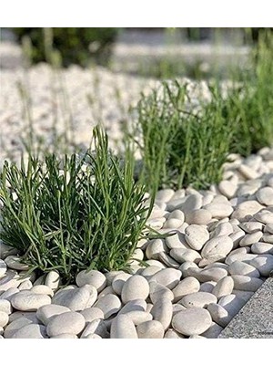 Beyaz Dolomit Doğal Dekoratif Taş 4-6 cm (5)