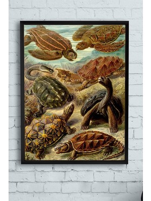 (PSTER11504) Kaplumbağa Hayvan Çerçeveli Tablo (40X50CM)