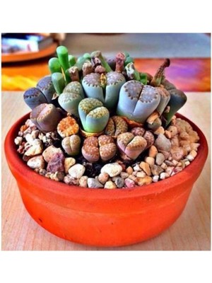 Tohum Dünyam Lithops Taş Çiçek Tohumu- 15 Adet