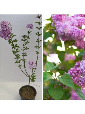 1 Adet Mis Kokulu Leylak Çiçeği Fidanı 60-90 cm Tüplü Çiçekli Bodur Bitkiler (Syringa)