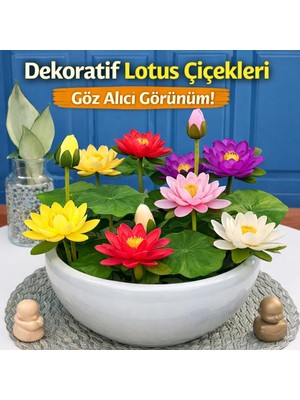 Lotus Çiçeği Tohumu 6 Adet – Nilüfer Çiçeği Tohumu Nadir Kutsal Lotus (6)