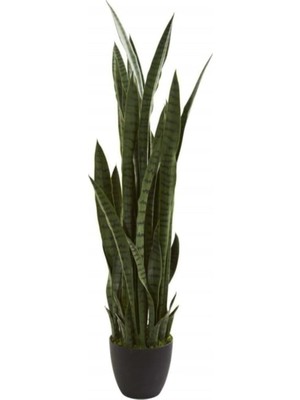Kılıç Çiçeği Paşa Kılıcı 40-60 cm Peygamber Kılıcı Ev Bitkisi Ofis Bitkisi Salon Bitkis