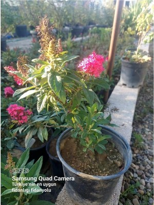 Buddleja Davidii Kelebek Çalısı, Butterfly Candy Little, Kırmızı