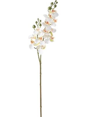 Delphıra Dal Çiçek Beyaz 62 cm