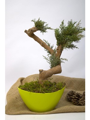 Yapay Bonsai Ağacı, 35 Cm, Saksıda, Yeşil, Dekoratif Iç Mekan Bitkisi