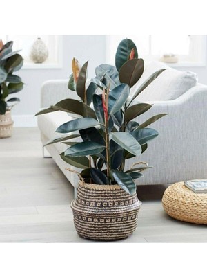 Gardenbox Kauçuk Çiçeği 2'li 80CM, Salon Ev Ofis Çiçeği Iki Gövdeli