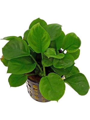 Anubias Barteri Round Golden Coin 5-6 Yapraklı Canlı Bitki