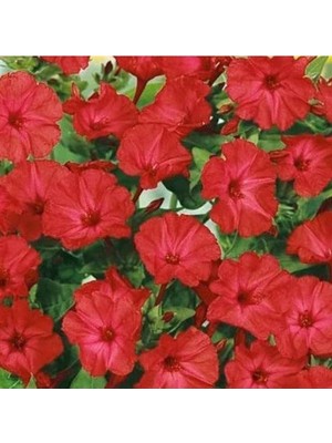 Esranın Dünyası 20 Adet Bright Red Akşam Sefası Çiçeği Tohumu