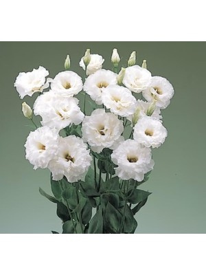 Mey İthalat Lisianthus (Lale Gül) Büyܠserisi - Beyaz (5 Tohum)