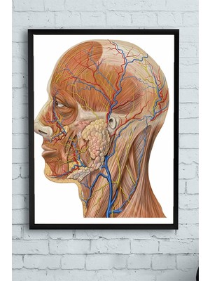(PSTER10256) Biyoloji Eğitim Çerçeveli Tablo (50X70CM)
