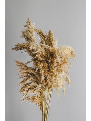 Alyones Kuru Çiçek 10'lu Büyük Demet Pampas 100CM Doğal Renk